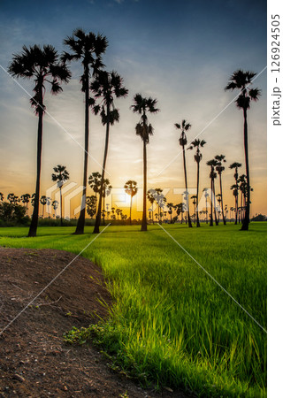 sugar palm 126924505