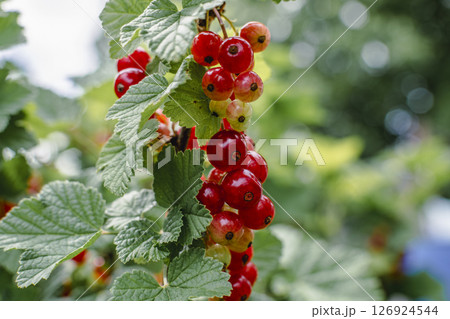 Red ripe gooseberry in garden at springtime, healthy food, ribes rubrum 126924544