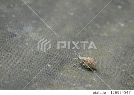地面を歩くゾウムシの仲間 地面を歩くゾウムシの仲間 126924547