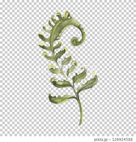 Green fern watercolor hand drawn illustration. Forest mystic plant branch with leaves clipart, greenery floral element for wedding card, invitation, poster, eco cosmetics product packing design 126924588