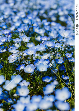 満開のネモフィラ（国営ひたち海浜公園） 126924630