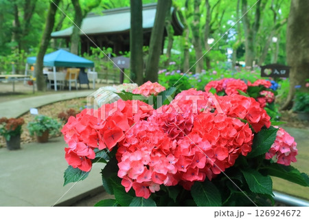 筥崎宮(福岡市東区)庭園に咲くあじさいの花 筥崎宮(福岡市東区)庭園に咲くあじさいの花 126924672