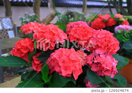 筥崎宮(福岡市東区)庭園に咲くあじさいの花 筥崎宮(福岡市東区)庭園に咲くあじさいの花 126924674
