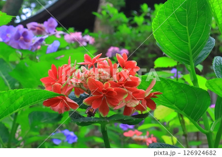 筥崎宮（福岡市東区）庭園に咲くあじさいの花 126924682