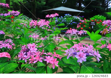 筥崎宮（福岡市東区）庭園に咲くあじさいの花 126924683