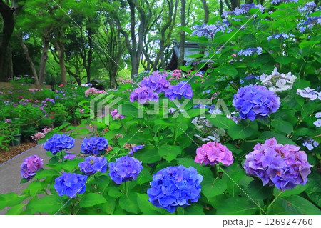 筥崎宮（福岡市東区）庭園に咲くあじさいの花 126924760