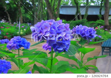 筥崎宮（福岡市東区）庭園に咲くあじさいの花 126924764
