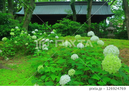 筥崎宮(福岡市東区)庭園に咲くあじさいの花 筥崎宮(福岡市東区)庭園に咲くあじさいの花 126924769