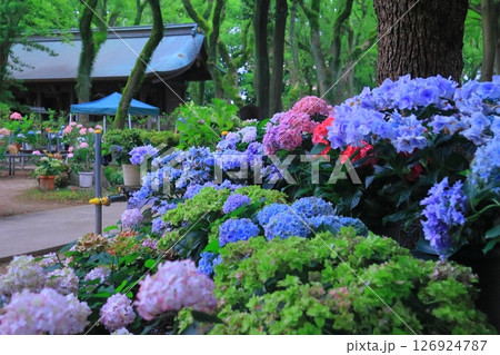 筥崎宮（福岡市東区）庭園に咲くあじさいの花 126924787