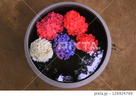 筥崎宮(福岡市東区)円形器に入るアジサイの花 筥崎宮(福岡市東区)円形器に入るアジサイの花 126924789