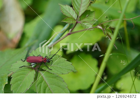 葉っぱの上にとまるベニカミキリ 126924872
