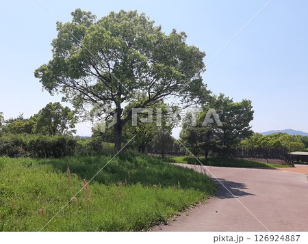 木の木陰 木 緑の生い茂る景色 木の木陰 木 緑の生い茂る景色 126924887