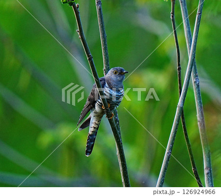 Oriental cuckoo enjoying dusks alone 126924966