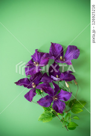 green background with clematis branch and space for text 126925216