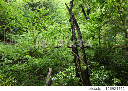 高尾山登山、東京 高尾山登山、東京 126925352