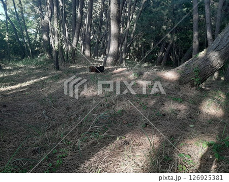 木と猫　ねこちゃん　猫 126925381