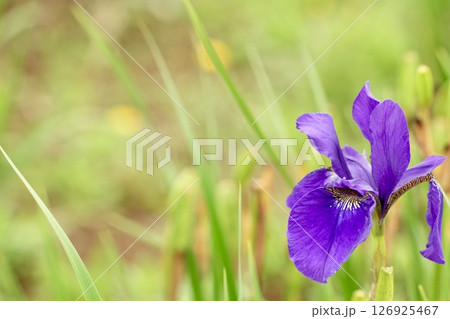 初夏に咲く紫色の花　キレイなあやめ　ふんわり緑背景　 126925467