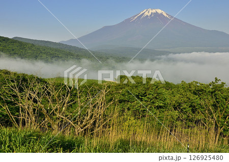 丹沢の鉄砲木ノ頭(明神山)より 晴れ行く朝霧に浮かぶ夏富士 丹沢の鉄砲木ノ頭(明神山)より 晴れ行く朝霧に浮かぶ夏富士 126925480