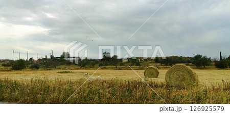 The sheep walks around the field. Livestock farm, dairy farm, agriculture, sheep and goats. Food for herbivores. 126925579