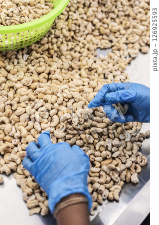 workers sorting cashew nuts at modern industrial agriculture factory in cambodia workers sorting cashew nuts at modern industrial agriculture factory in cambodia 126925593