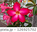 pink hibiscus flower in the garden 126925702