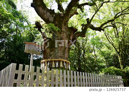 名古屋市　熱田神宮御神木の大楠 126925737