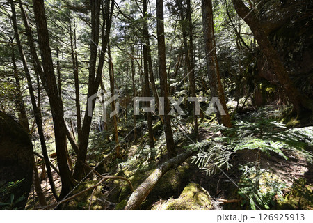 瑞牆山登山、山梨県 126925913