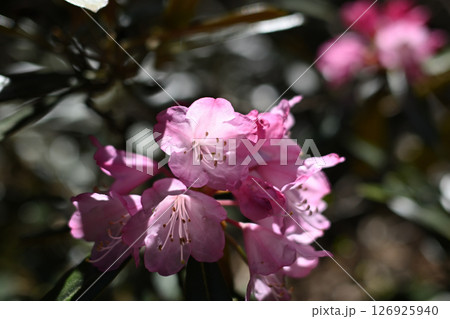 瑞牆山登山、山梨県 瑞牆山登山、山梨県 126925940
