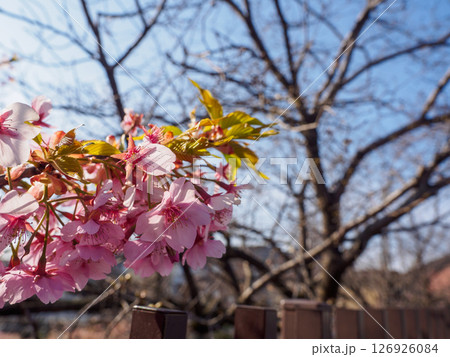 Cherry blossoms blooming under a clear blue sky in early spring, Japan. 126926084