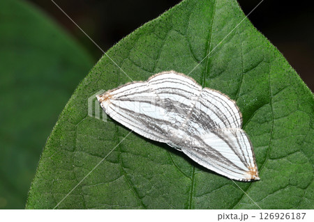純白に淡い墨色の横縞模様が全体に広がる美しいギンツバメ蛾成虫(自然環境下ストロボマクロ撮影) 純白に淡い墨色の横縞模様が全体に広がる美しいギンツバメ蛾成虫(自然環境下ストロボマクロ撮影) 126926187