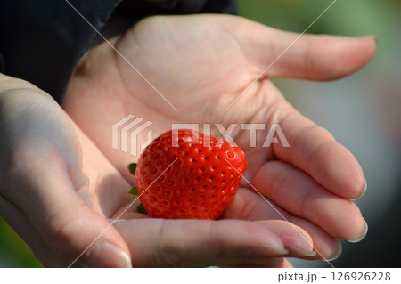 手のひらのイチゴ 手のひらのイチゴ 126926228