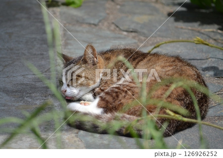 眠っている猫 126926252