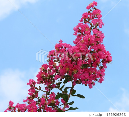 青空に映えるサルスベリの花 ピンク色 サルスベリ 百日紅 ひゃくじつこう 青空に映えるサルスベリの花 ピンク色 サルスベリ 百日紅 ひゃくじつこう 126926268