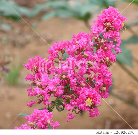 青空に映えるサルスベリの花 ピンク色 サルスベリ 百日紅 ひゃくじつこう 青空に映えるサルスベリの花 ピンク色 サルスベリ 百日紅 ひゃくじつこう 126926270