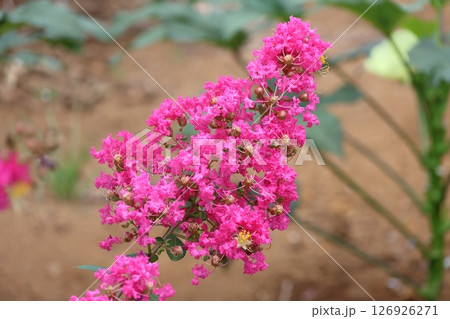 青空に映えるサルスベリの花 ピンク色 サルスベリ 百日紅 ひゃくじつこう 青空に映えるサルスベリの花 ピンク色 サルスベリ 百日紅 ひゃくじつこう 126926271