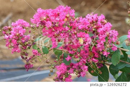 青空に映えるサルスベリの花　ピンク色　サルスベリ　百日紅　ひゃくじつこう 126926272