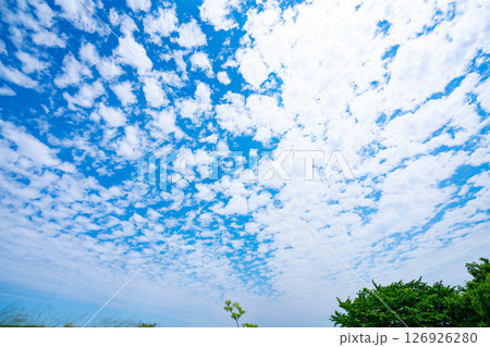 青空と雲と木立 青空と雲と木立 126926280