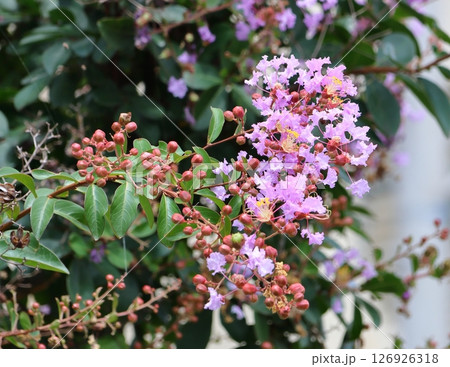 青空に映えるサルスベリの花　むらさき色　サルスベリ　百日紅　ひゃくじつこう 126926318