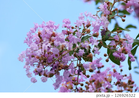 青空に映えるサルスベリの花　むらさき色　サルスベリ　百日紅　ひゃくじつこう 126926322