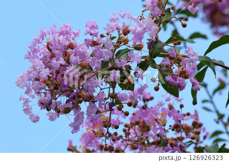 青空に映えるサルスベリの花　むらさき色　サルスベリ　百日紅　ひゃくじつこう 126926323