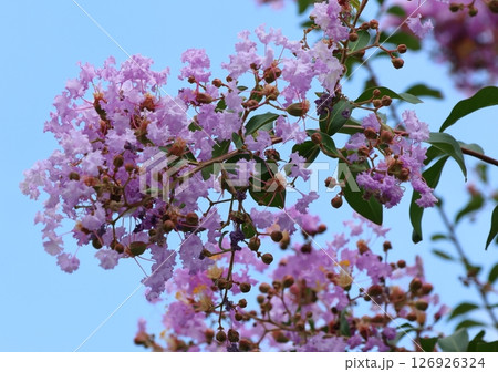青空に映えるサルスベリの花 むらさき色 サルスベリ 百日紅 ひゃくじつこう 青空に映えるサルスベリの花 むらさき色 サルスベリ 百日紅 ひゃくじつこう 126926324