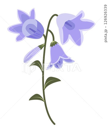 Bellflowers with leaves, blue-green illustration Bellflowers with leaves, blue-green illustration 126926339