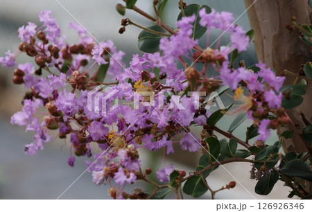 青空に映えるサルスベリの花　むらさき色　サルスベリ　百日紅　ひゃくじつこう 126926346