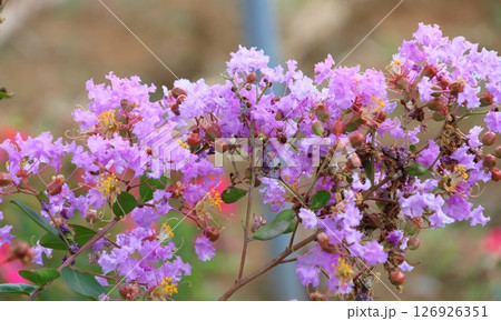 青空に映えるサルスベリの花 むらさき色 サルスベリ 百日紅 ひゃくじつこう 青空に映えるサルスベリの花 むらさき色 サルスベリ 百日紅 ひゃくじつこう 126926351