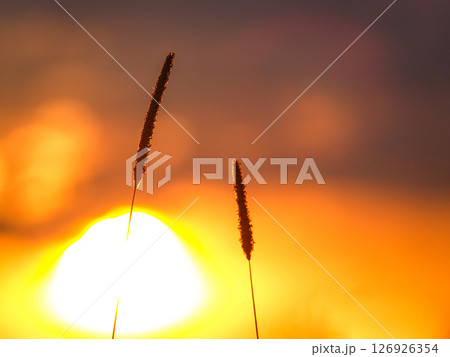 夕日と雑草が重なるどこか寂しい風景 夕日と雑草が重なるどこか寂しい風景 126926354