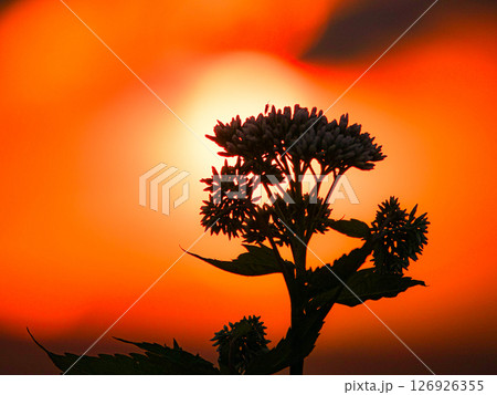 夕日と雑草が重なるどこか寂しい風景 夕日と雑草が重なるどこか寂しい風景 126926355
