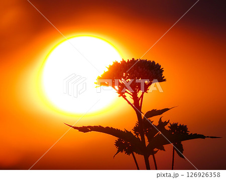 夕日と雑草が重なるどこか寂しい風景 126926358