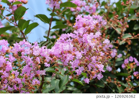 青空に映えるサルスベリの花 むらさき色 サルスベリ 百日紅 ひゃくじつこう 青空に映えるサルスベリの花 むらさき色 サルスベリ 百日紅 ひゃくじつこう 126926362