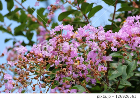 青空に映えるサルスベリの花　むらさき色　サルスベリ　百日紅　ひゃくじつこう 126926363