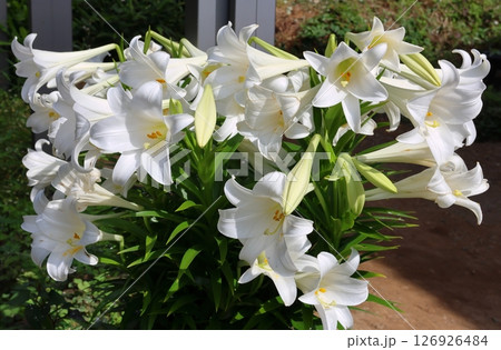 白い百合　テッポウユリ　ユリ 126926484
